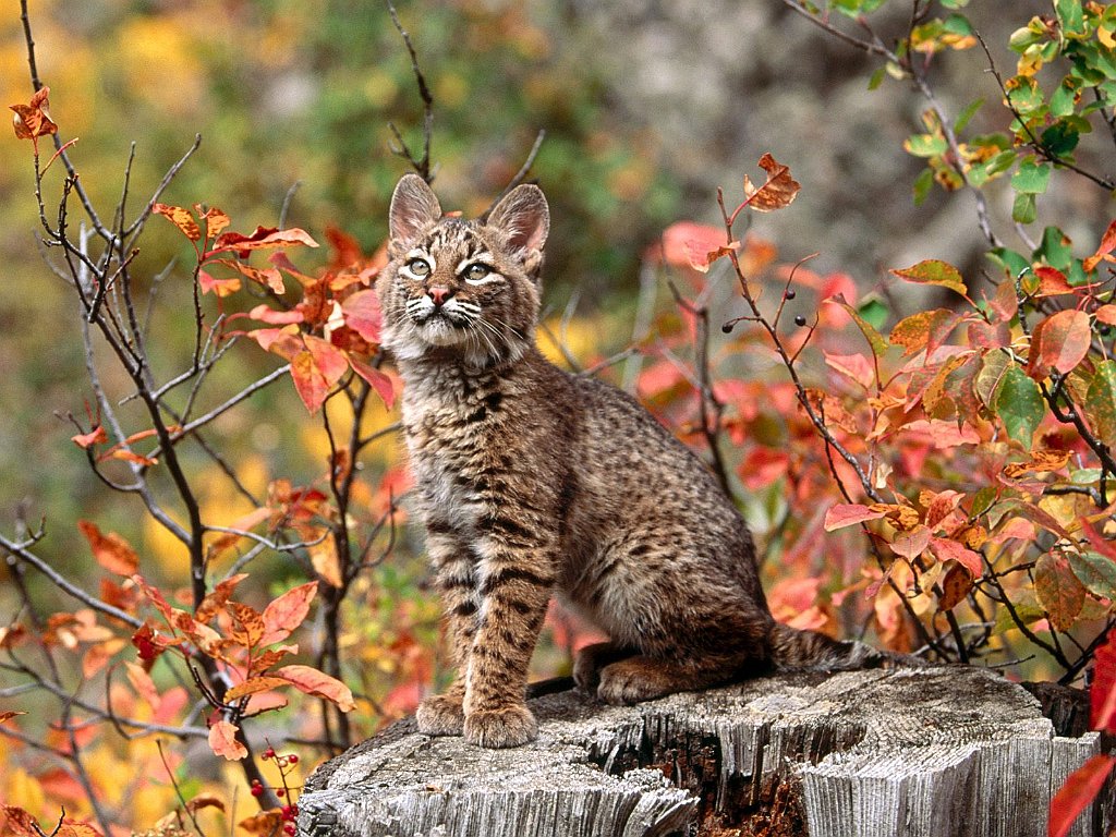 Bobcat Kitten